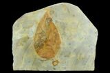 Fossil Leaf (Lindera) - Montana #120783-1